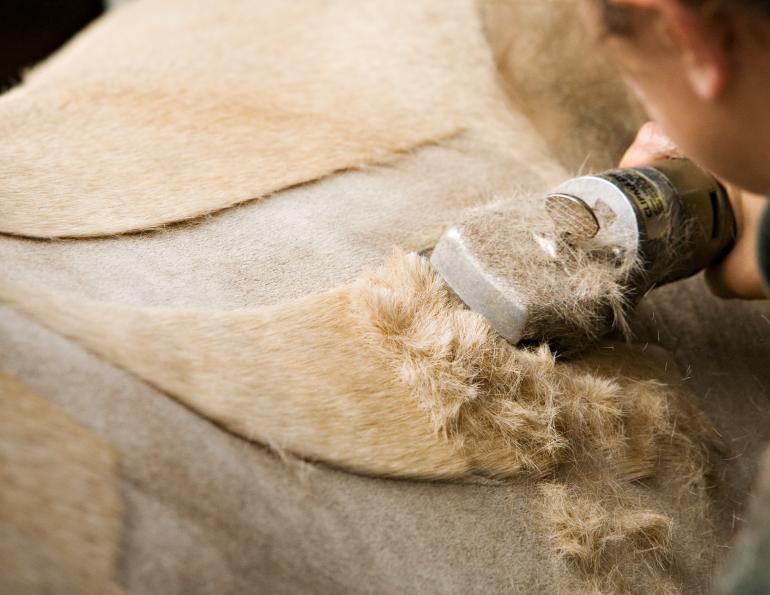Top Tips for Clipping season