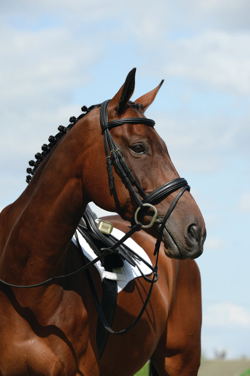 Collegiate Syntovia + Padded Raised Flash Bridle