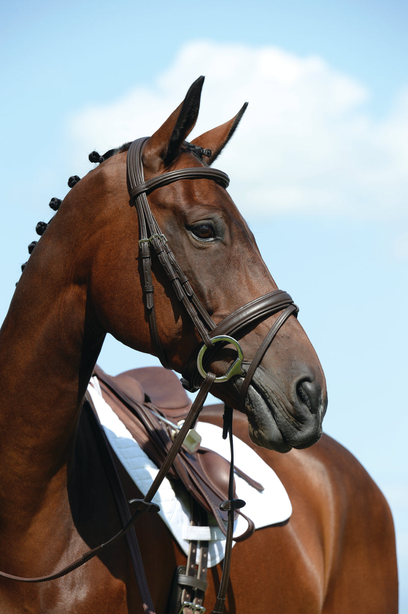 Collegiate Syntovia + Padded Raised Flash Bridle