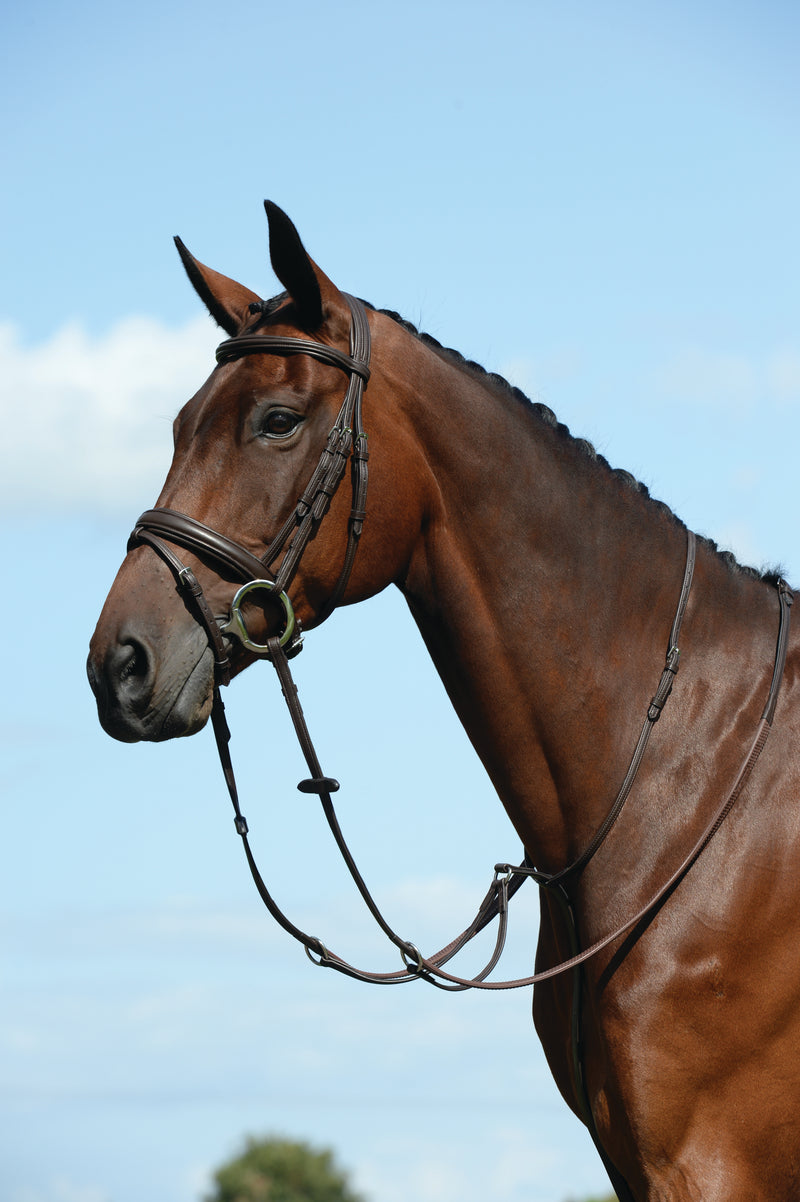 Collegiate Syntovia + Plain Flat Running Martingale