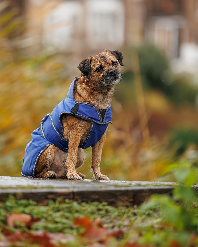 Weatherbeeta Comfitec Windbreaker Free Deluxe Dog Coat