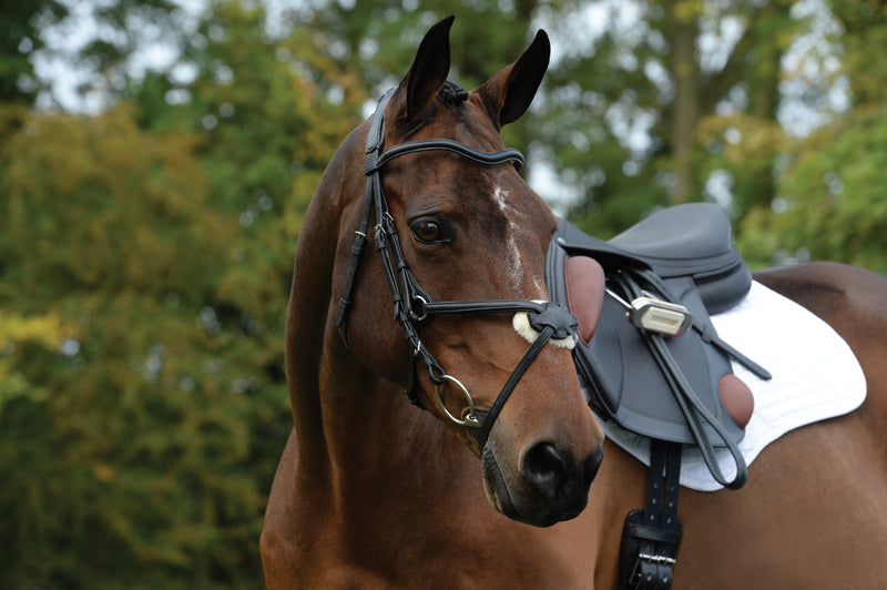 Collegiate Comfitec Grackle Bridle