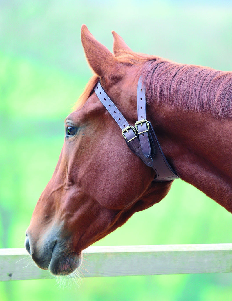 Anti-Crib Collar - Nags Essentials