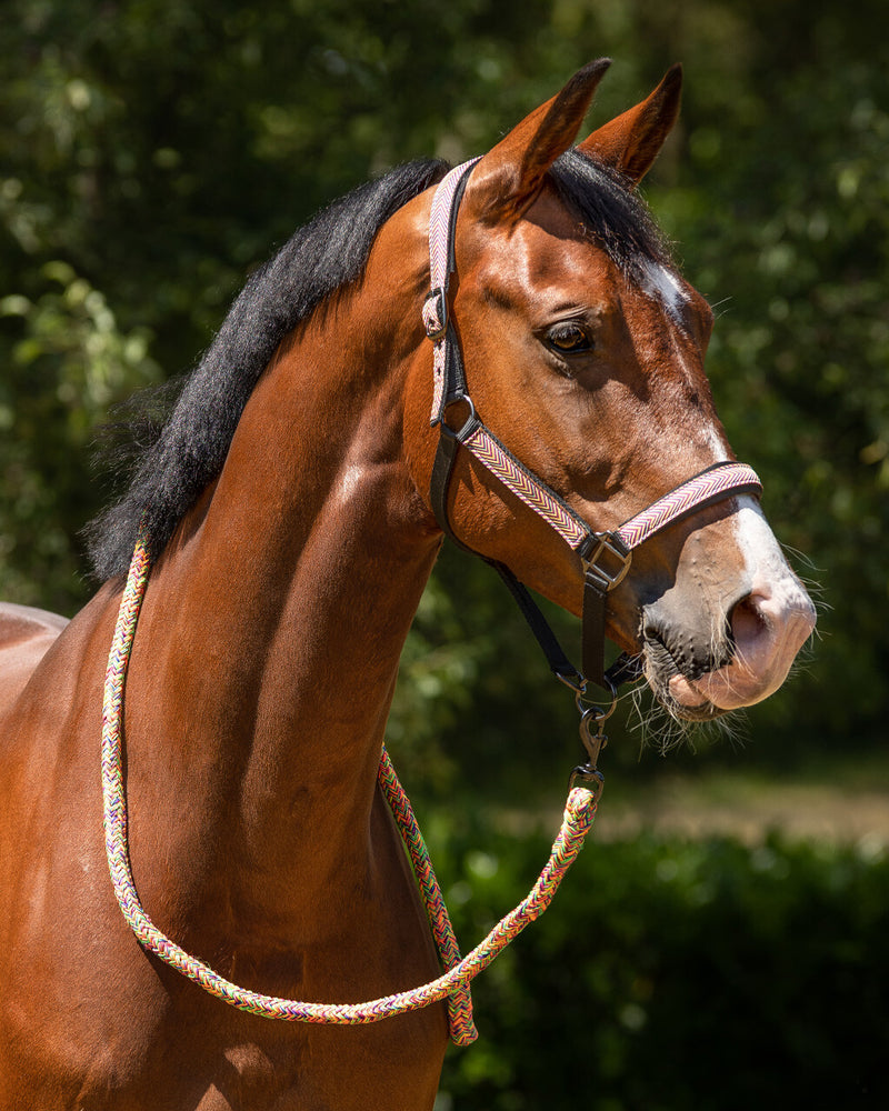 Multi Coloured Headcollar Set