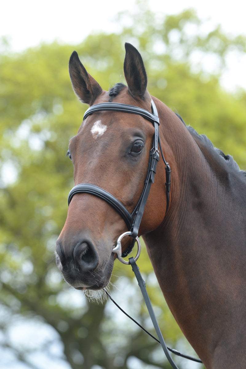 Kincade Raised Cavesson Bridle - Nags Essentials