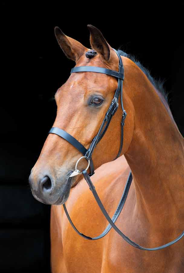 Salisbury Berrington Bridle - Nags Essentials