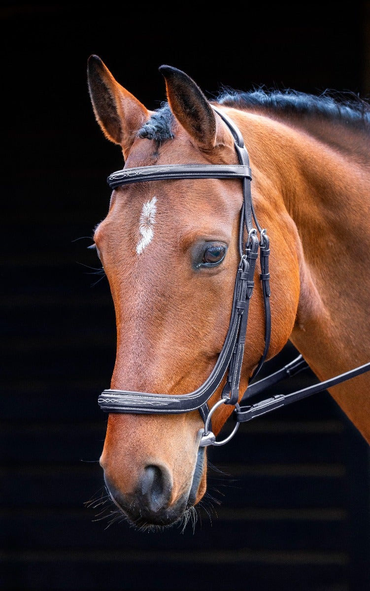 Salisbury Berkeley Bridle