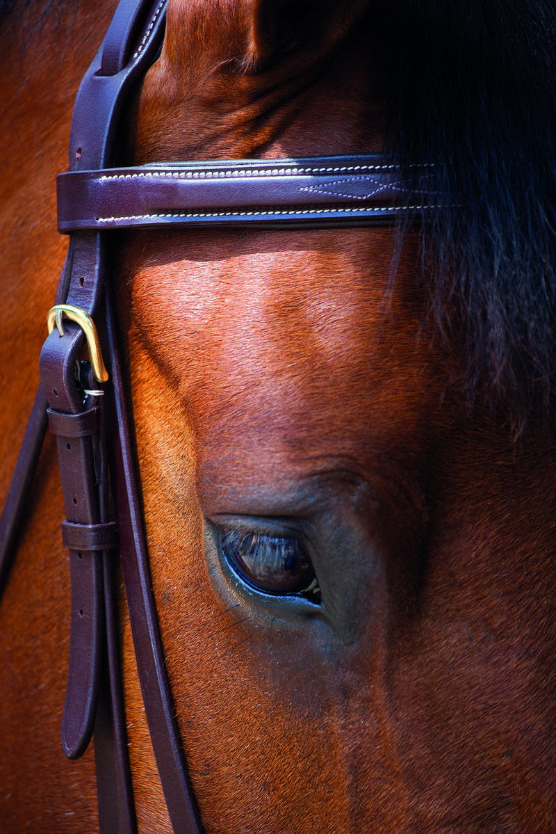 Salisbury Fairford Bridle - Nags Essentials