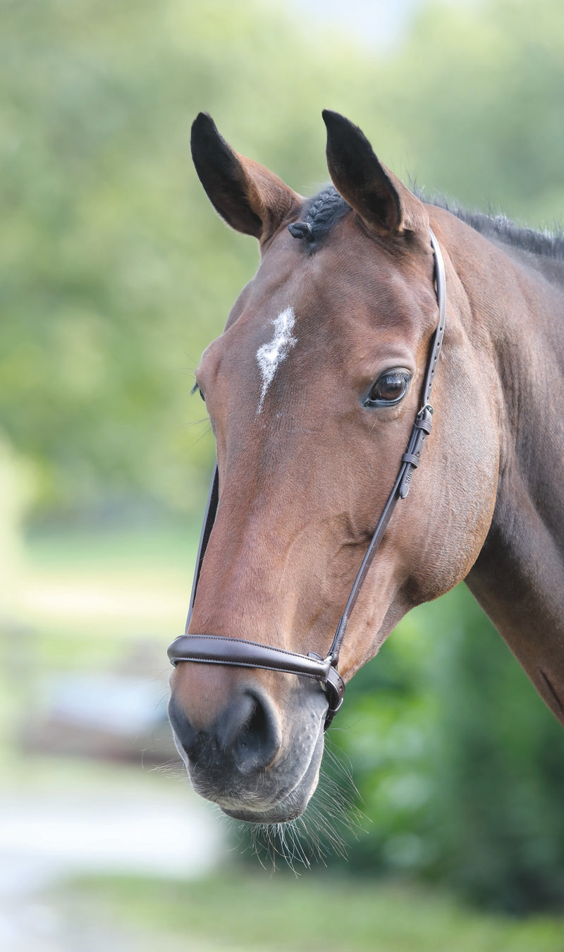 Velociti GARA Drop Noseband