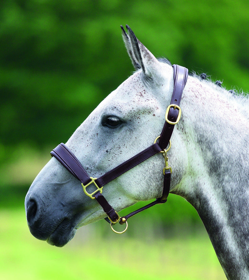 Blenheim Leather Travel Headcollar - Nags Essentials