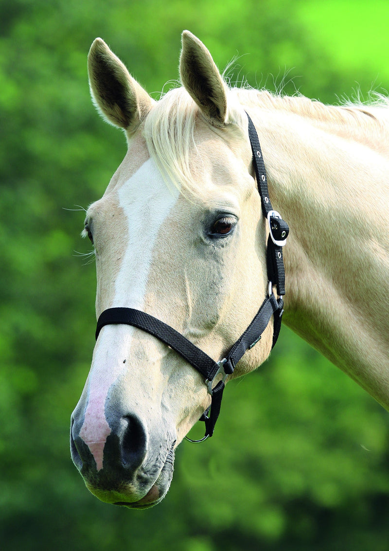 Wessex Headcollar - Nags Essentials