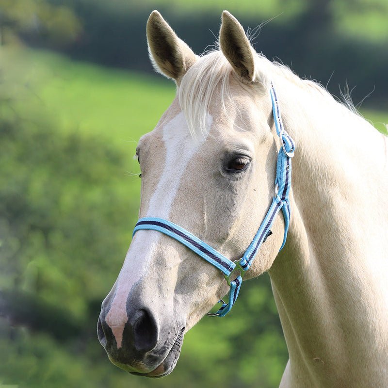 Wessex Headcollar - Nags Essentials