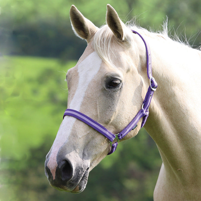 Wessex Headcollar - Nags Essentials