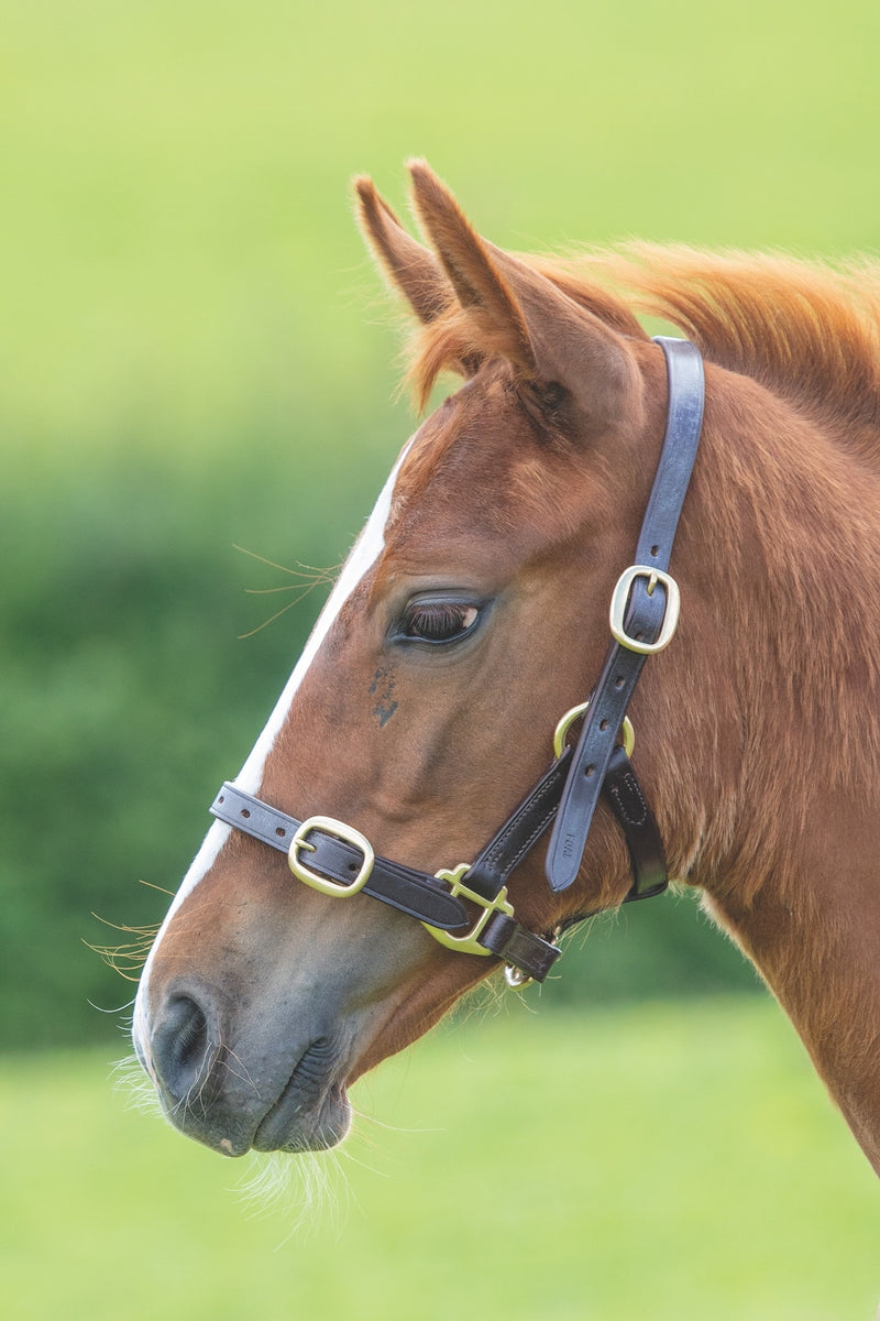 Velociti GARA Adjustable Leather Headcollar