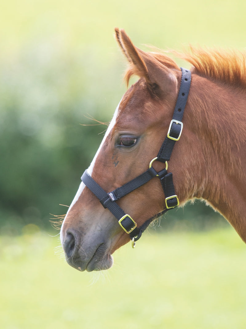 ARMA Foal Headcollar