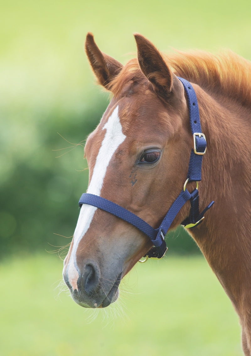 ARMA Foal Headcollar