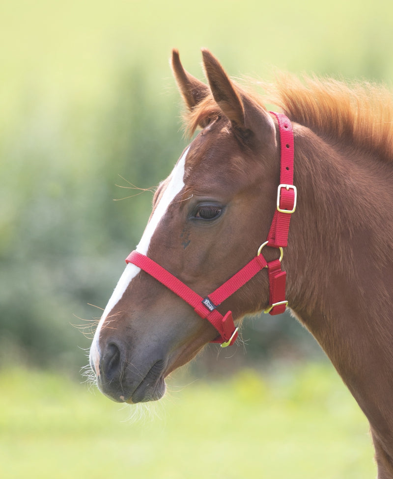 ARMA Foal Headcollar