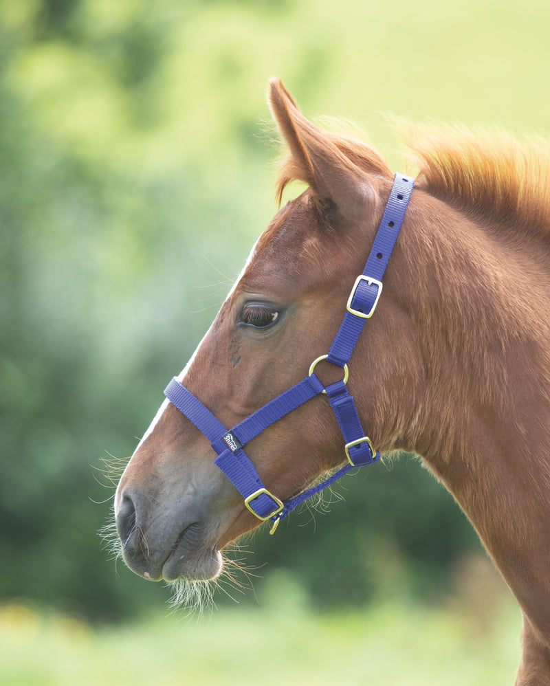 ARMA Foal Headcollar