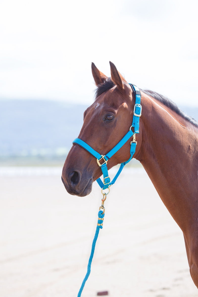 Topaz Nylon Headcollar