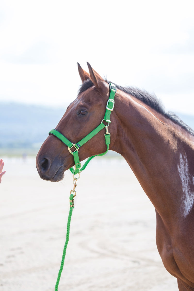 Topaz Nylon Headcollar