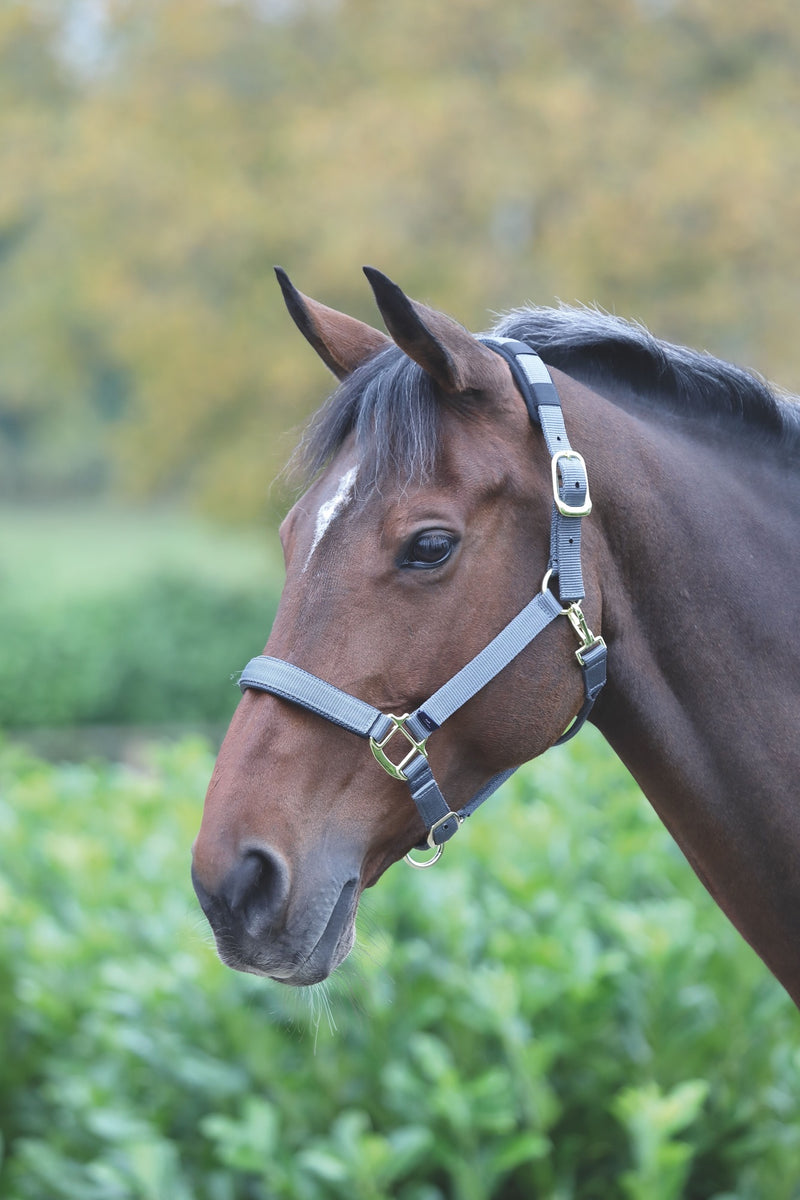 Topaz Nylon Headcollar