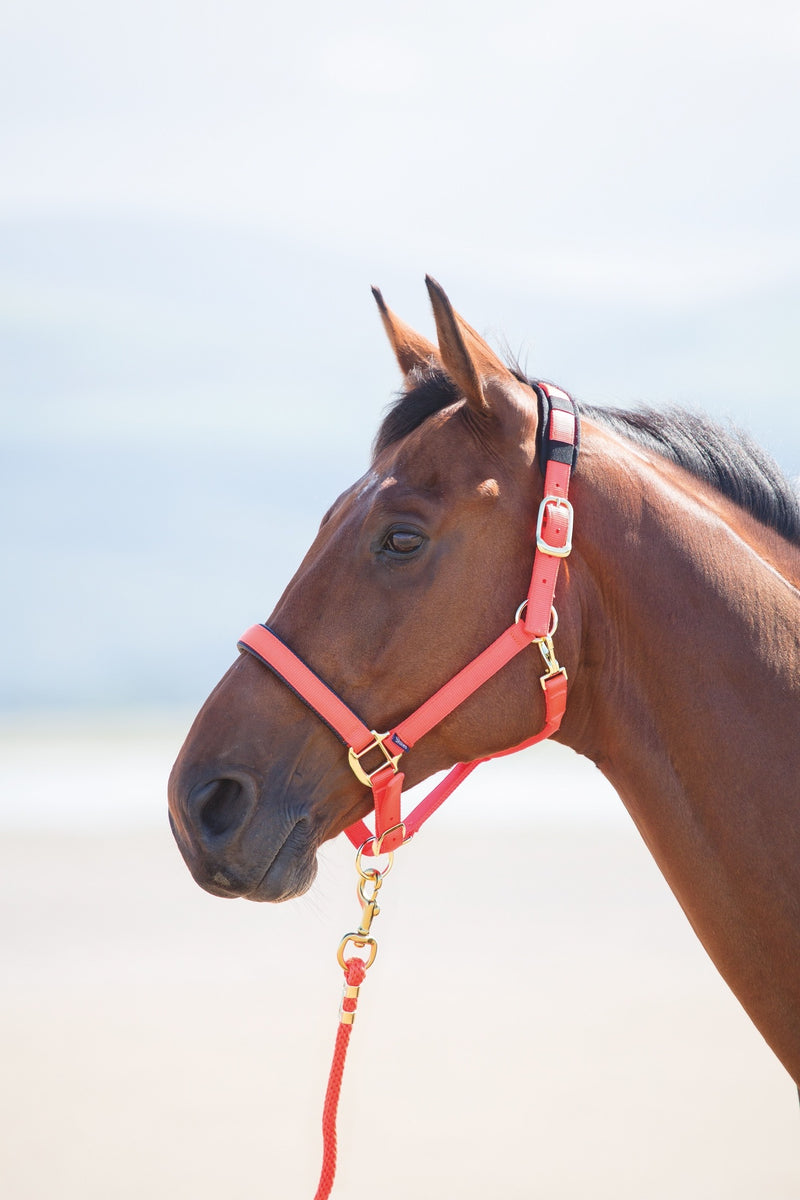 Topaz Nylon Headcollar