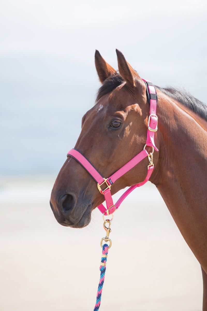 Topaz Nylon Headcollar