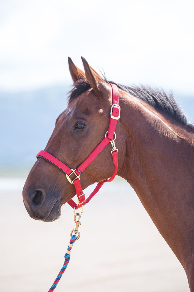 Topaz Nylon Headcollar