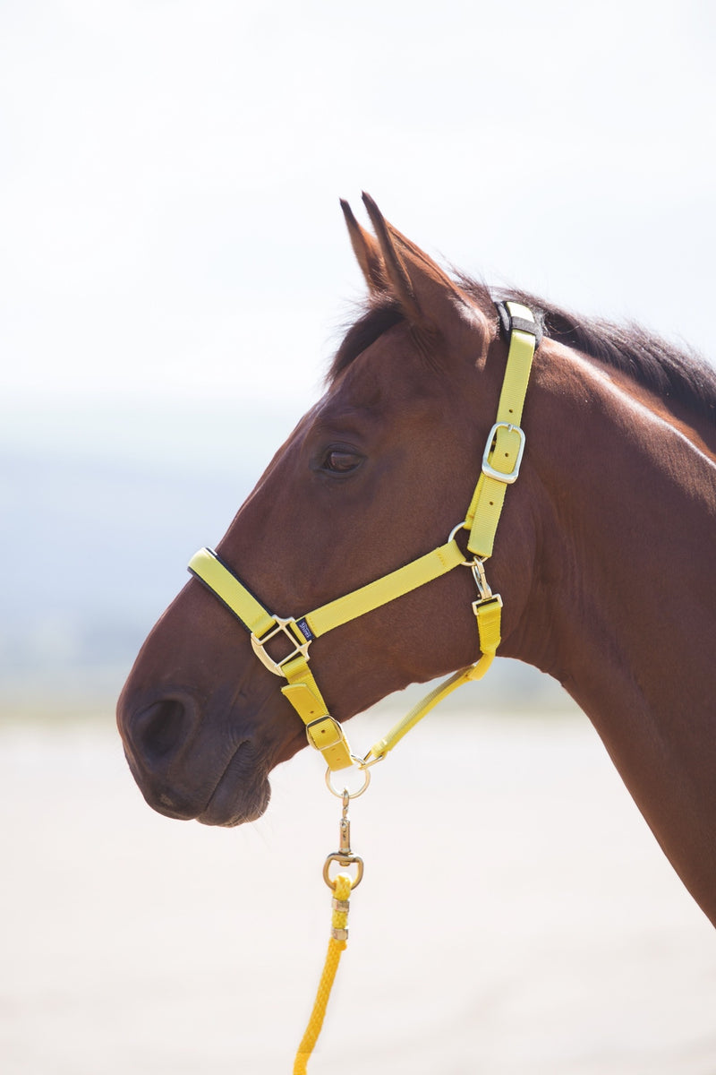 Topaz Nylon Headcollar