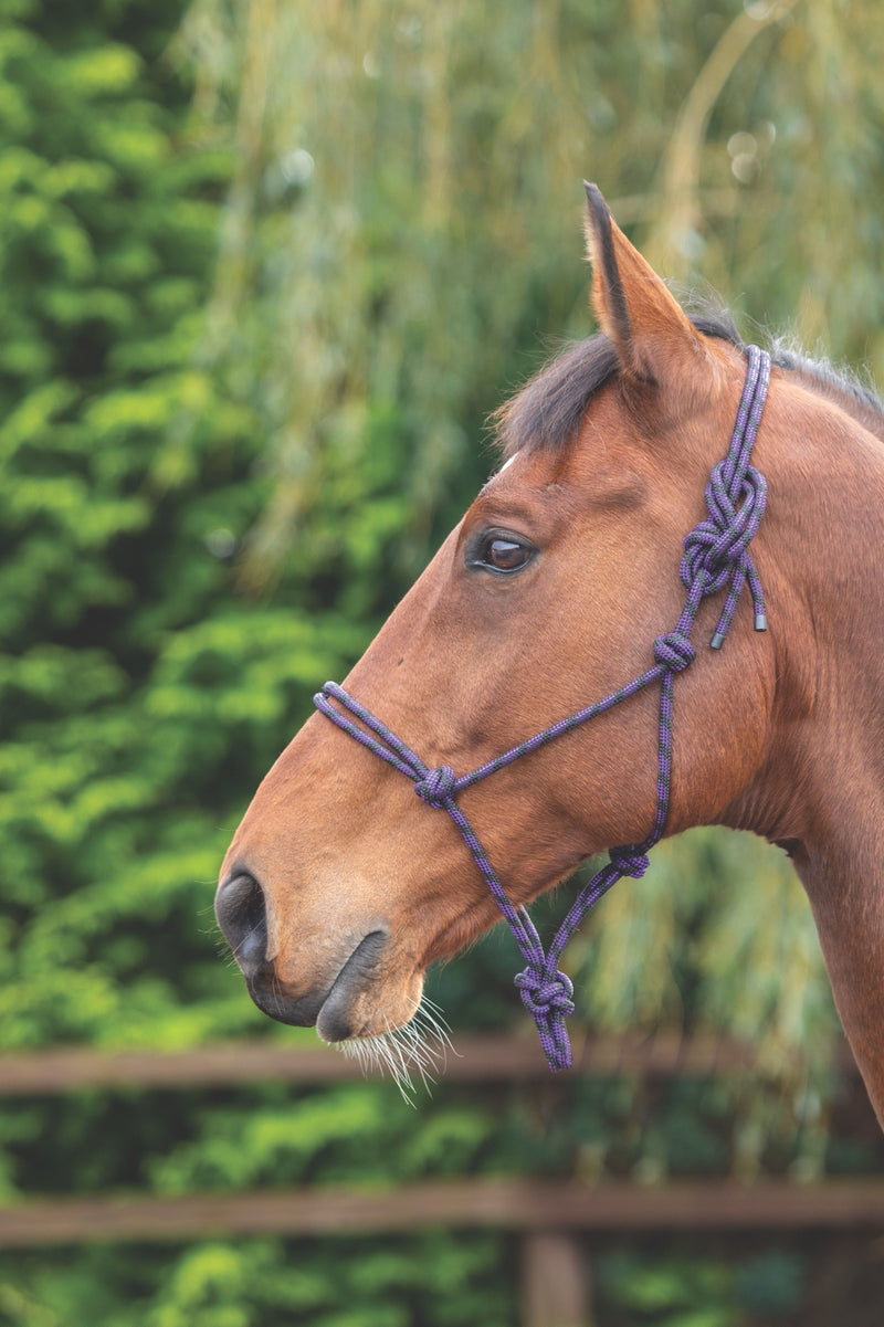 Rope Control Headcollar