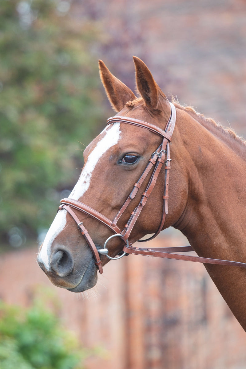 Avignon Padded Raised Flash Bridle