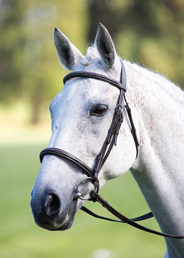 Avignon Padded Raised Cavesson Bridle - Nags Essentials