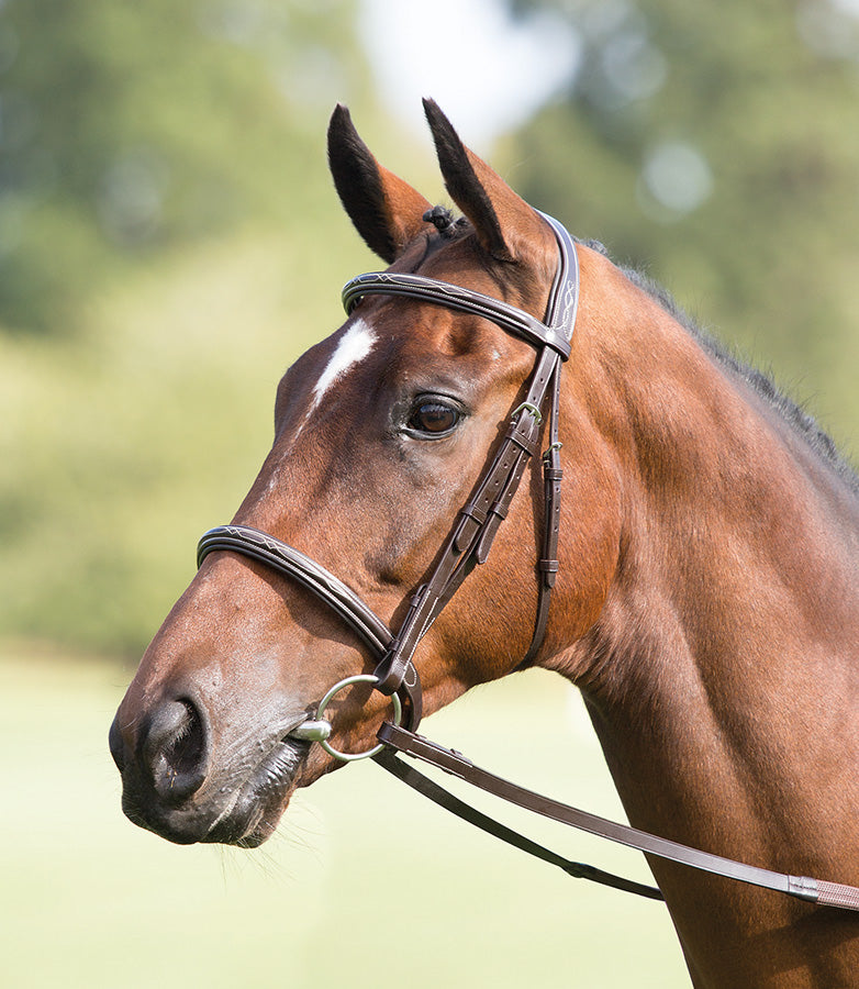 Avignon Padded Raised Cavesson Bridle - Nags Essentials