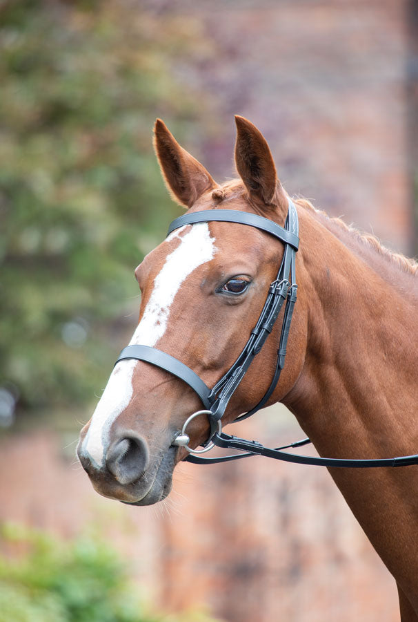 Avignon Hunter Cavesson Bridle - Nags Essentials