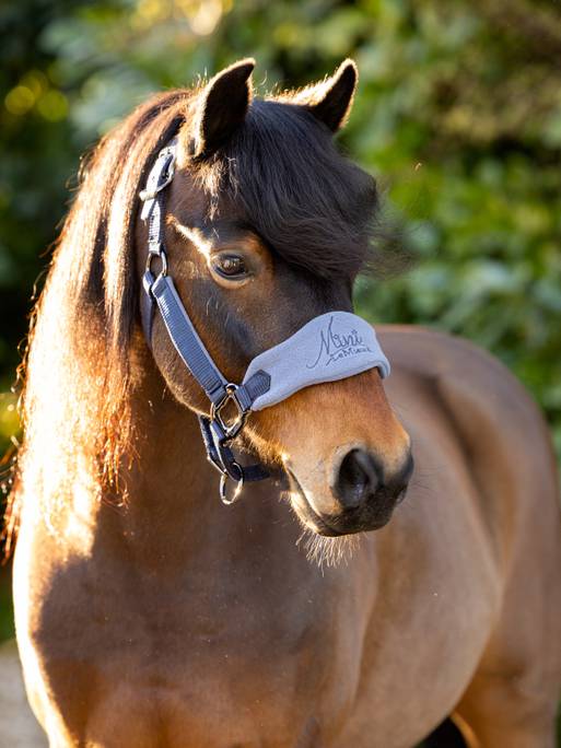 Lemieux Mini Vogue Headcollar & Leadrope Indigo