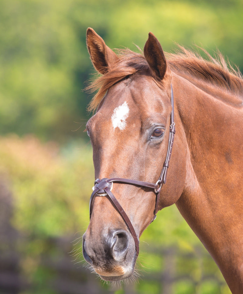 Velociti GARA Mexican Noseband