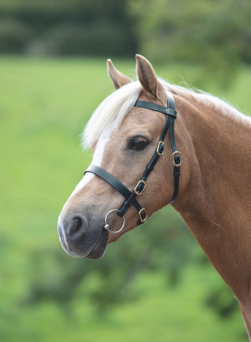 Velociti GARA Plain Inhand Bridle