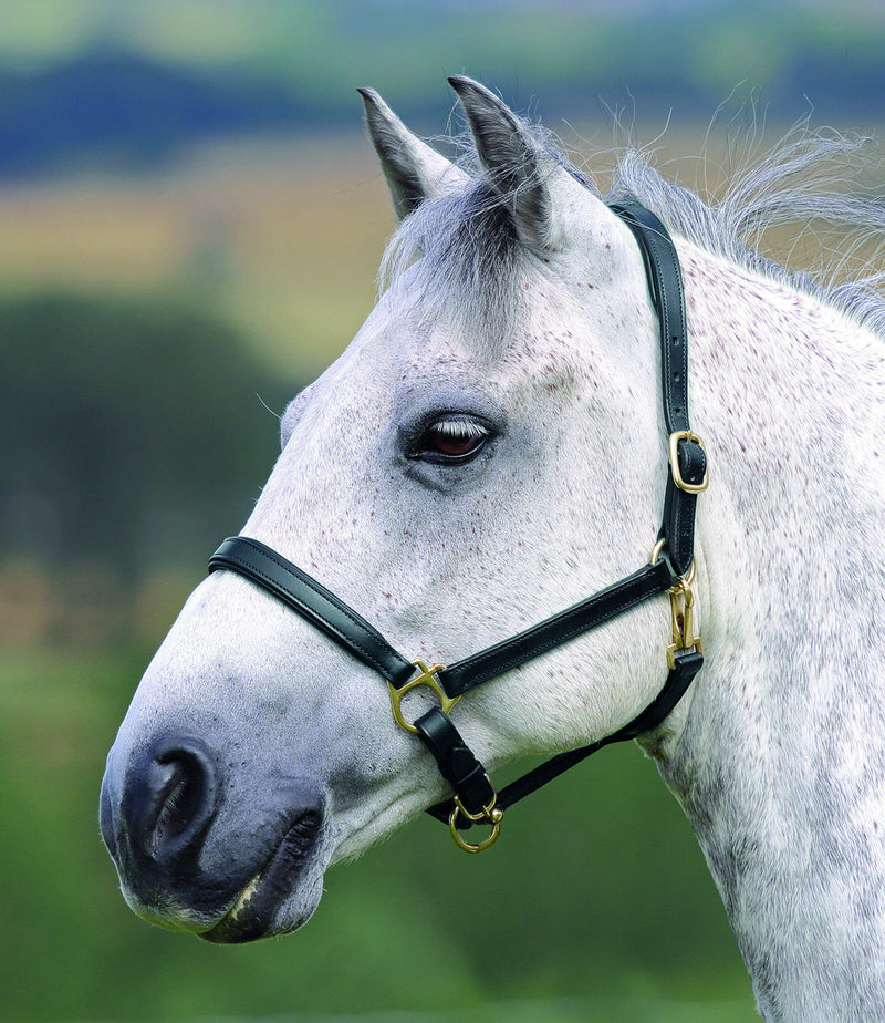 Blenheim Ragley Lined Leather Headcollar - Nags Essentials