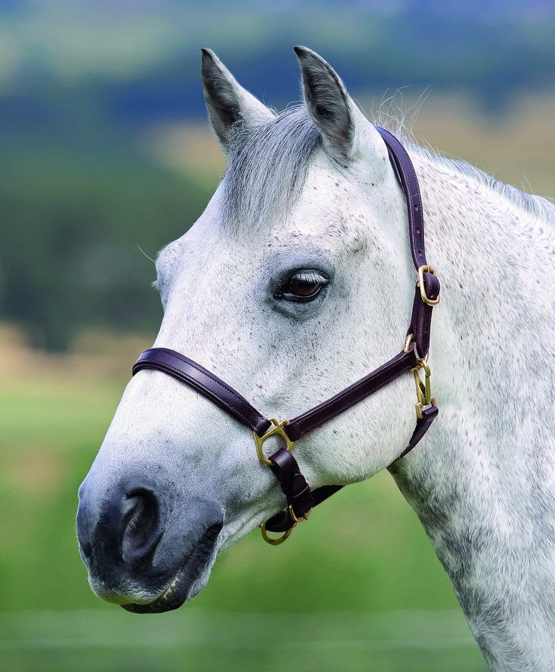 Blenheim Ragley Lined Leather Headcollar - Nags Essentials