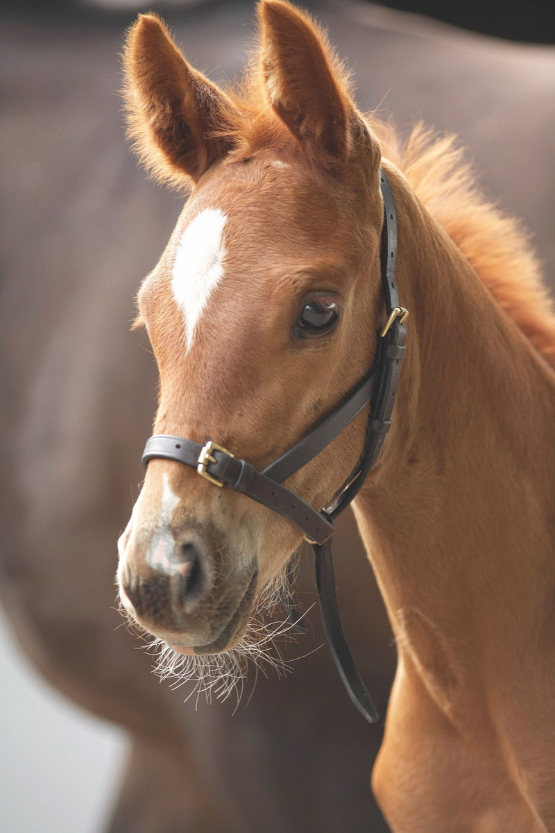 Velociti GARA Leather Foal Slip