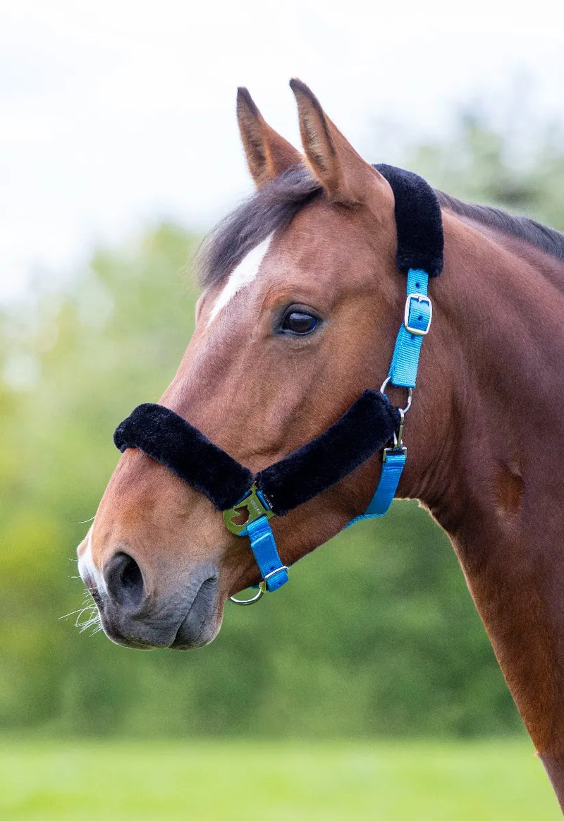 Fleece Lined Headcollar