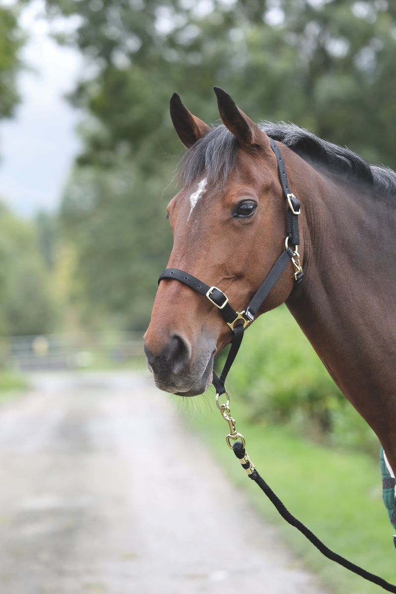 ARMA Control Headcollar