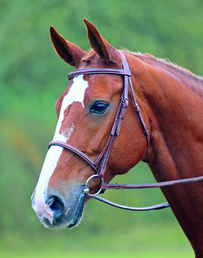 Avignon Padded Raised Cavesson Bridle - Nags Essentials