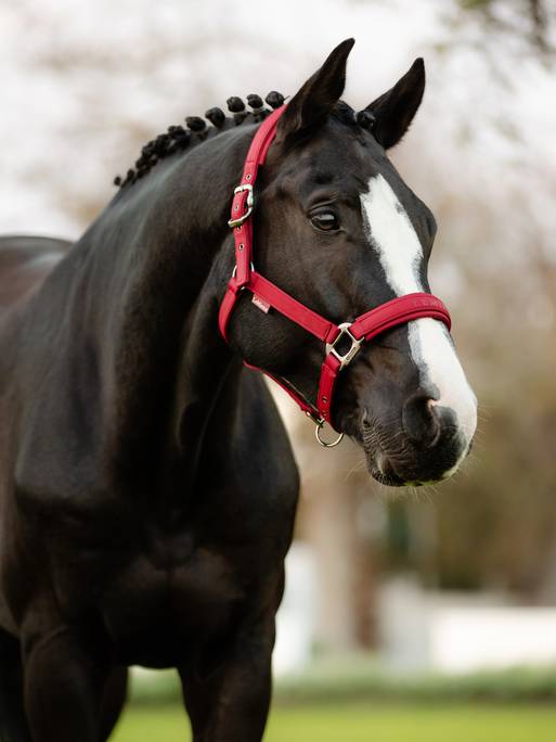 Lemieux Soft Shell Headcollar - Ember