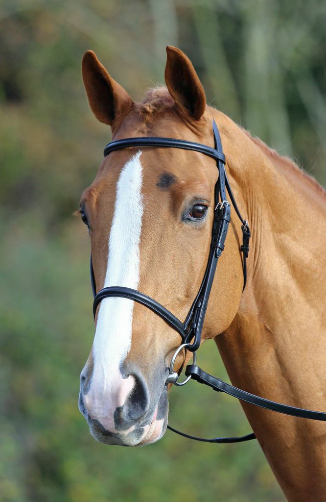 Aviemore Raised Cavesson Bridle - Nags Essentials