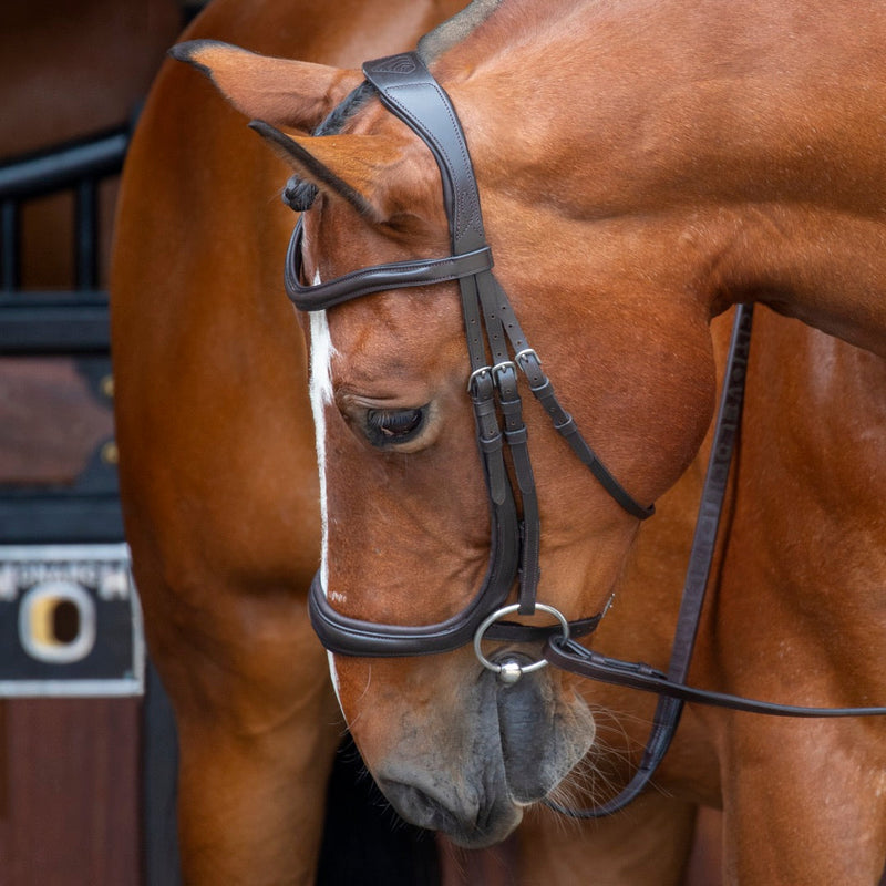 Velociti RAPIDA Ergonomic Curved Cavesson Bridle