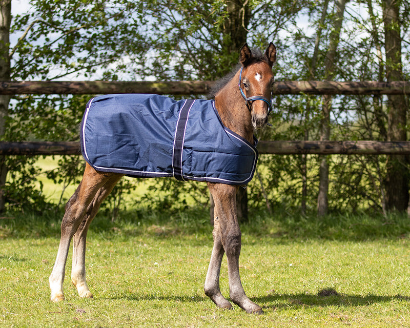 Foal Rug 100G