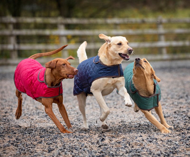 Digby & Fox Heritage Dog Coat