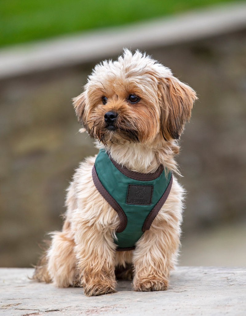 Digby & Fox Heritage Harness