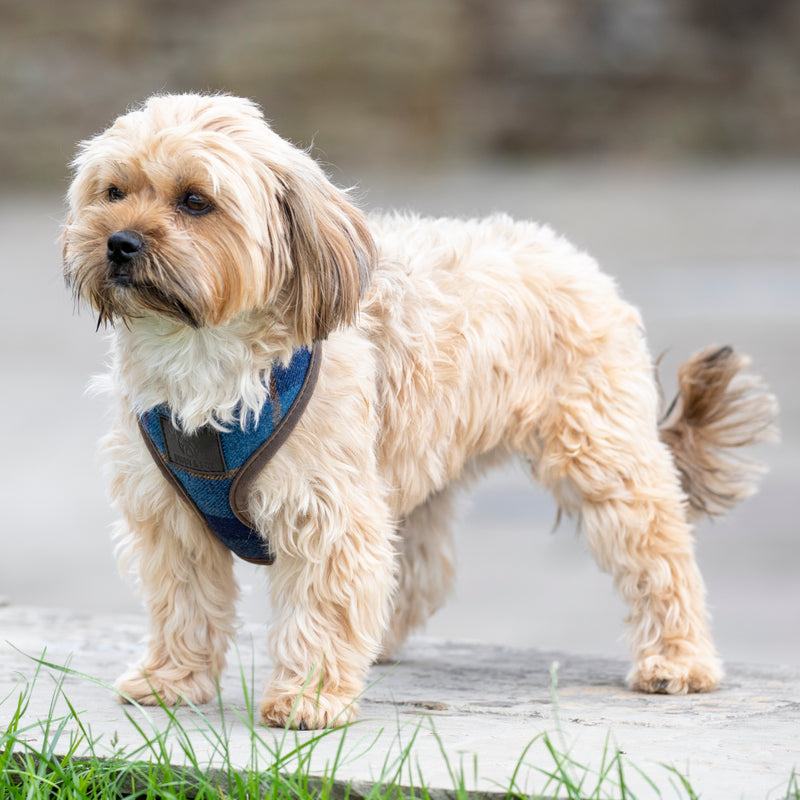 Digby & Fox Tweed Dog Harness